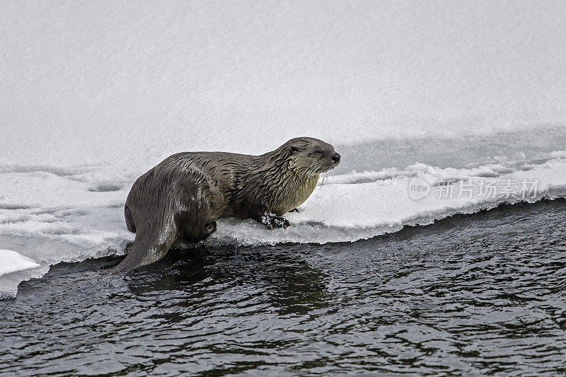 北美水獭，Lontra canadensis，也被称为北方水獭或普通水獭，是北美特有的半水栖哺乳动物。冬天在黄石河边和雪地里玩耍，黄石国家公园